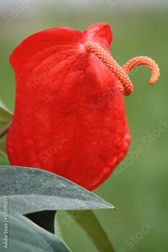 Anturia.  Red flower in the garden photo