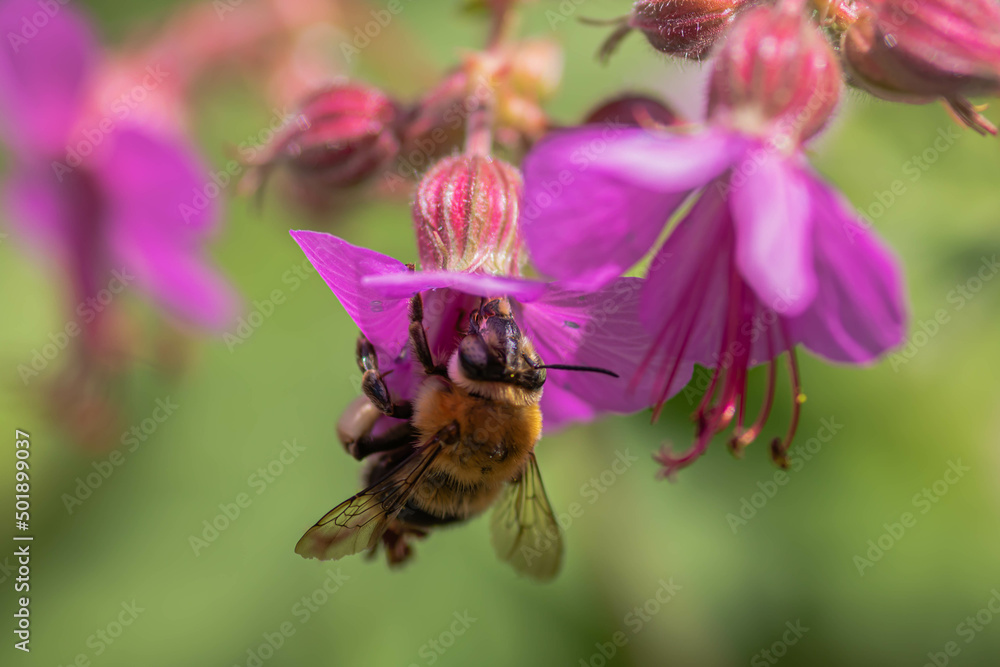 Close up of Cranes-Bill, Hardy Geranium, Wild Geranium and bee Close up of Cranes-Bill, Hardy Geranium, Wild Geranium and bee