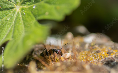 close up ants on the ground , macro nature © Bilyana
