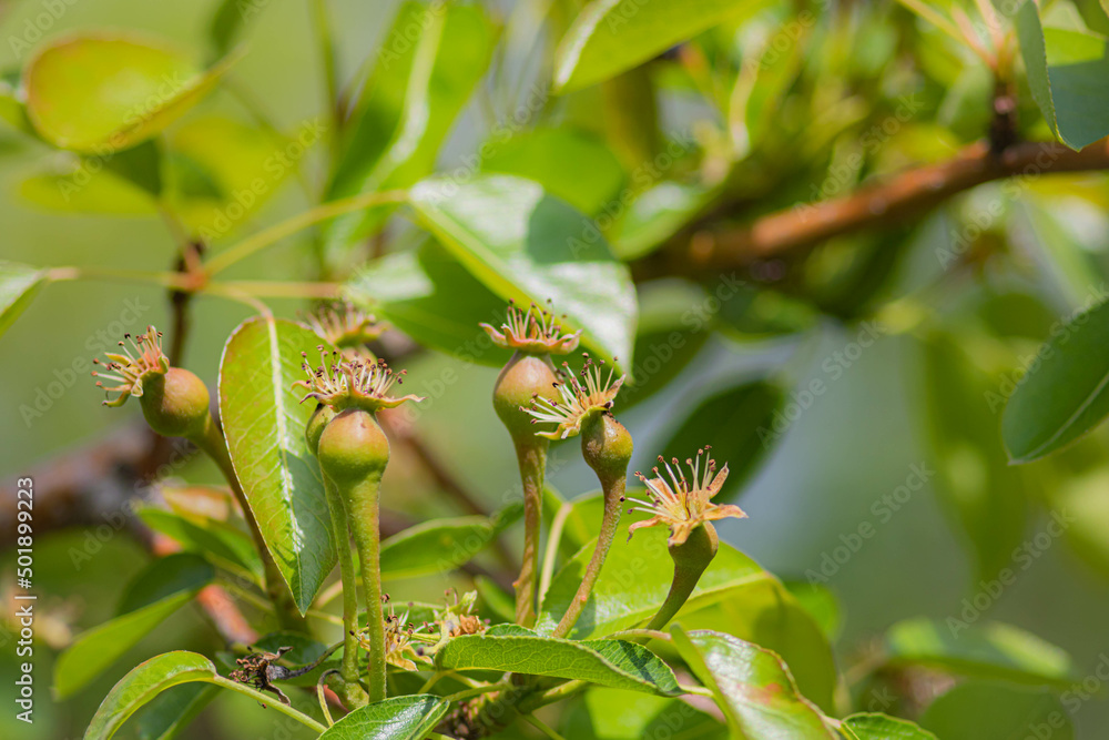 Small ovaries of pear on tree branch. Pear branch with young fruits. Spring time, Selective focus Small ovaries of pear on tree branch. Pear branch with young fruits. Spring time, Selective focus
