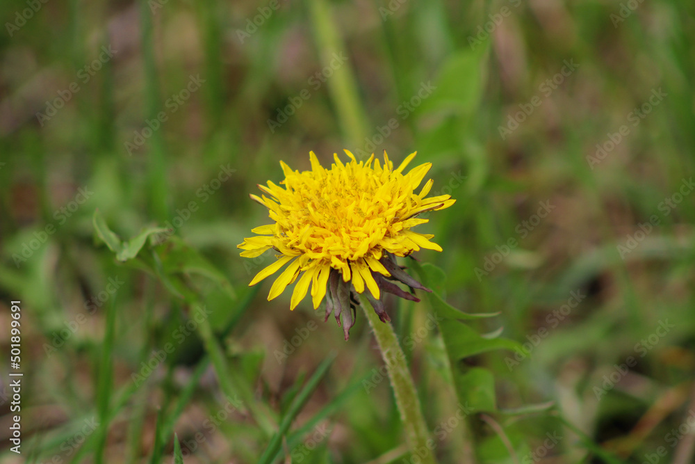 Dandelion opened in early spring. Dandelion opened in early spring.