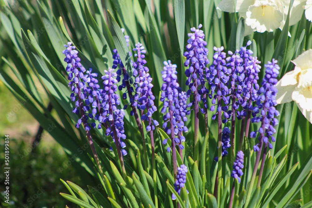 Fototapeta premium Muscari violet tôt le matin. Close-up 
