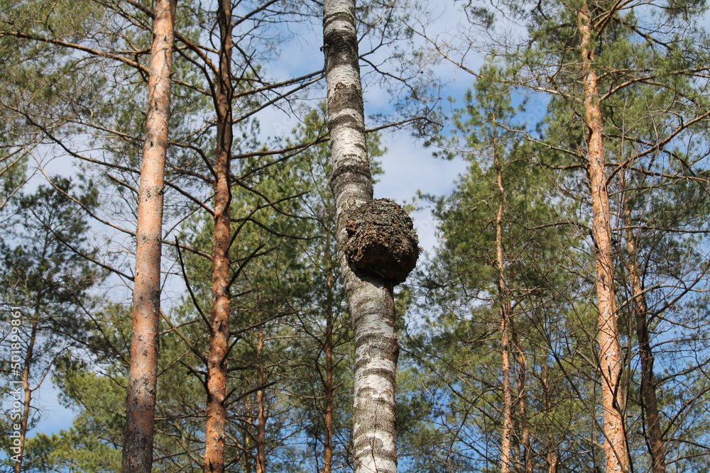Fototapeta premium Big burl on birch tree trunk