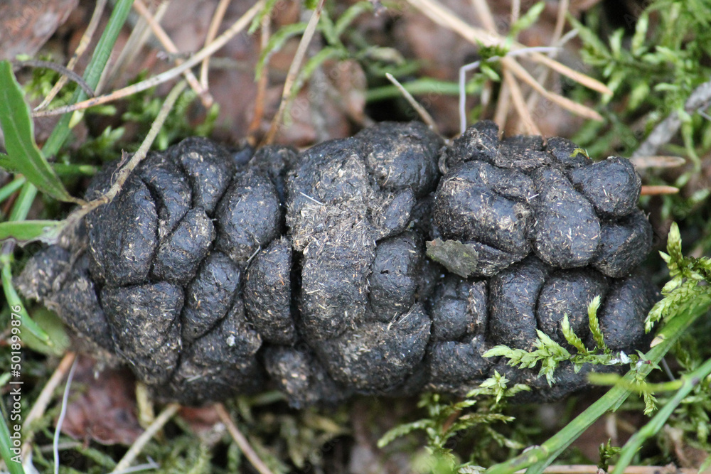 Wild boar (Sus scrofa) droppings in forest. April, Belarus Wild boar (Sus scrofa) droppings in forest. April, Belarus