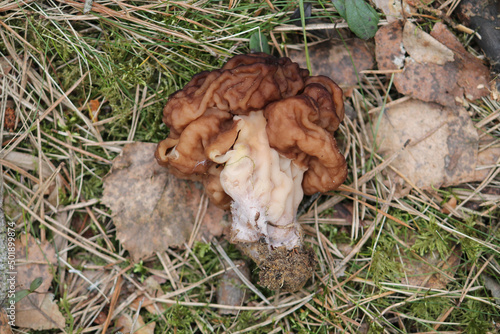 False Morel (Gyromitra esculenta) mushroom in forest. April, Belarus © kazakovmaksim