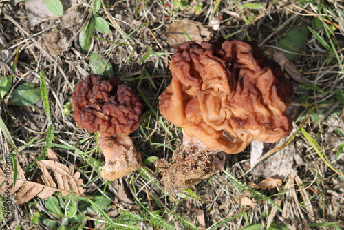 False Morel (Gyromitra esculenta) mushroom in forest. April, Belarus
