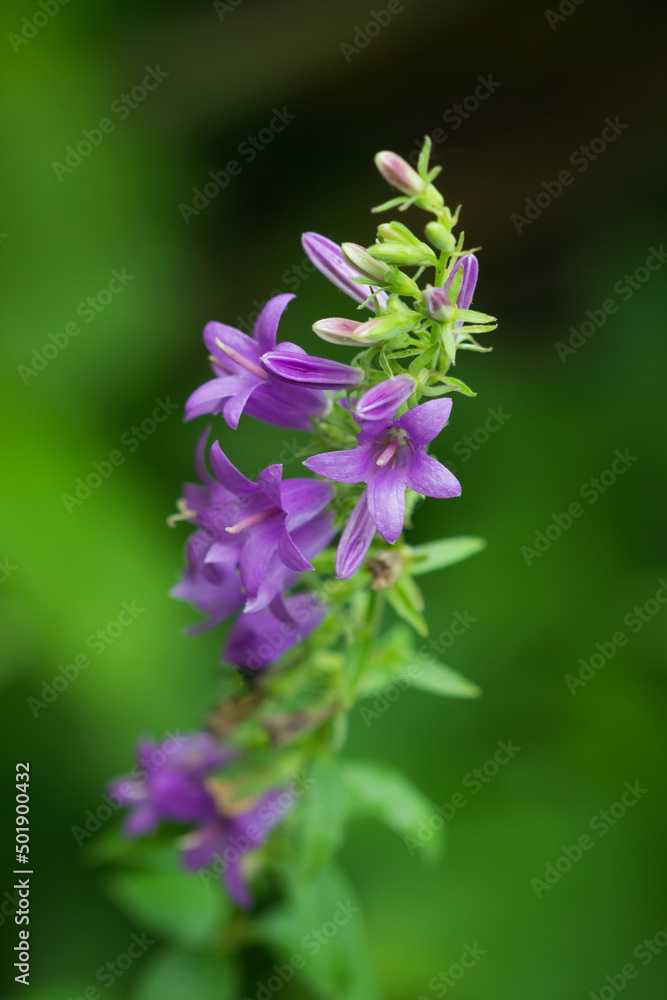 Campanula bononiensis, of the family Campanulaceae. Central Russia.
