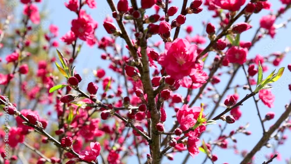 青空に花桃 青空に花桃