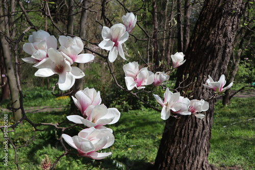 White-pink magnolia, branch with large flowers and buds in the park, magnolia Sulange, Magnoliaceae photo