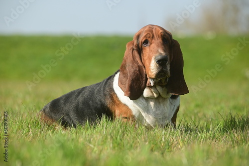 chien basset hound grandes oreilles assis dans l'herbe