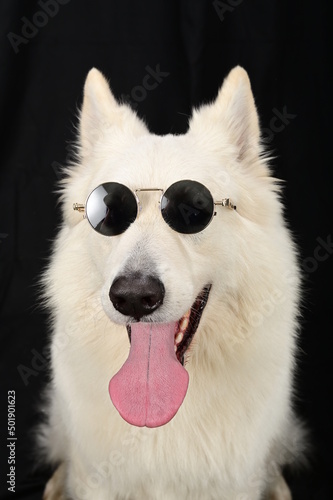 chien blanc avec lunettes de soleil en gros plan, gueule ouverte