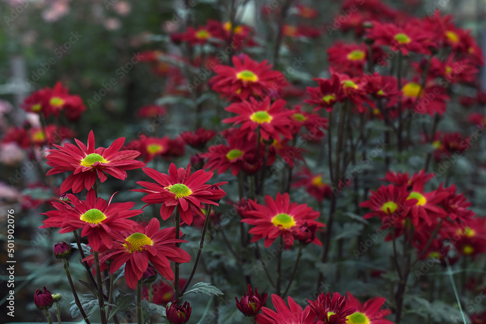 Red chrysanthemums blossom in the autumn garden. Background with red chrysanthemums. Chrysanthemum flowers.