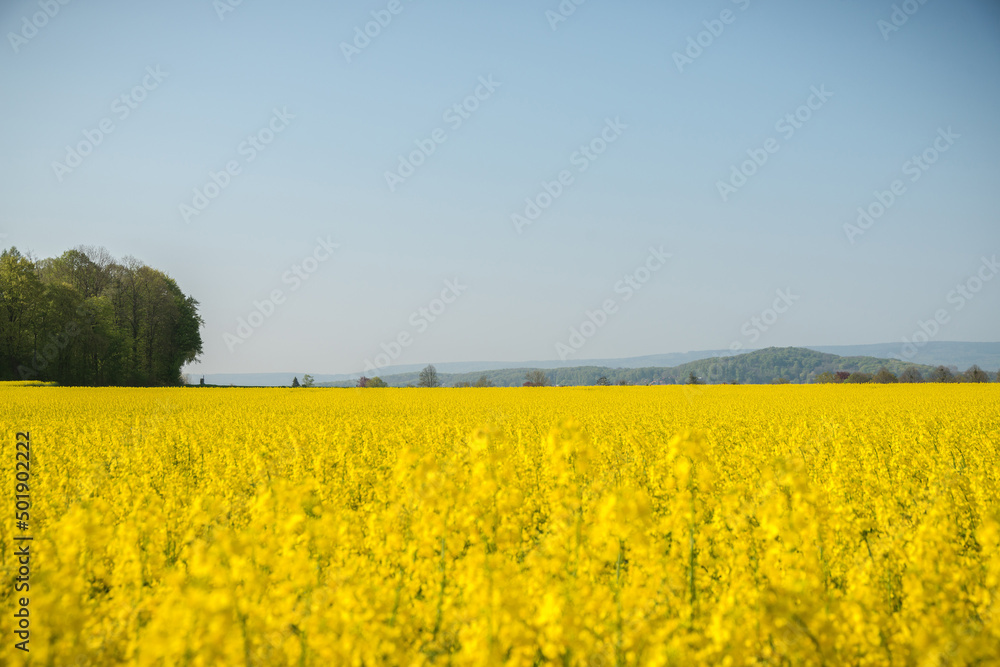 Obraz premium Rapsblüte