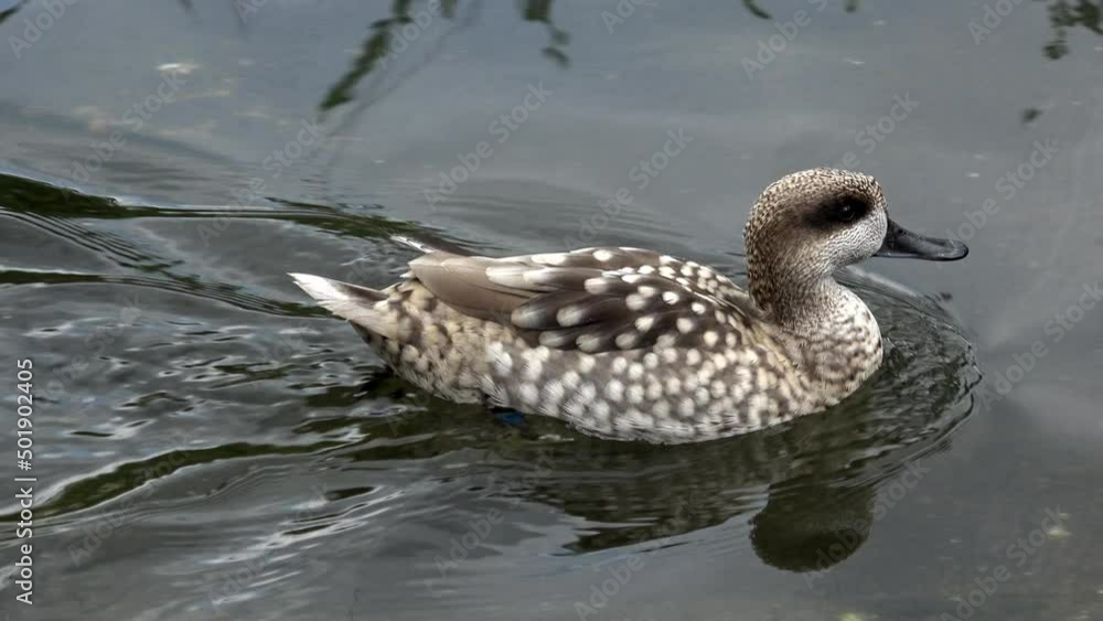 Marbled duck (Marmaronetta angustirostris) swimming Marbled duck (Marmaronetta angustirostris) swimming