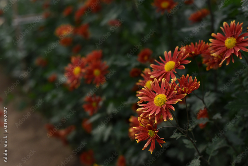 Red yellow chrysanthemums closeup on a blurry flower background. Beautiful bright chrysanthemums bloom in autumn in the garden. Red yellow chrysanthemums closeup on a blurry flower background. Beautiful bright chrysanthemums bloom in autumn in the garden.