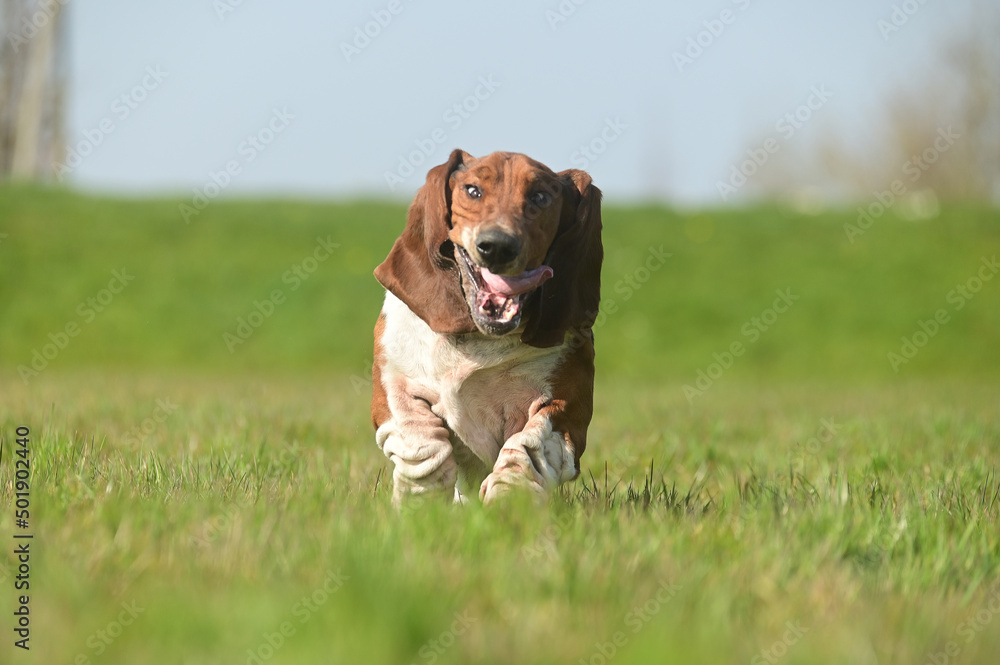 gueule de basset hound, chien qui courre gueule de basset hound, chien qui courre