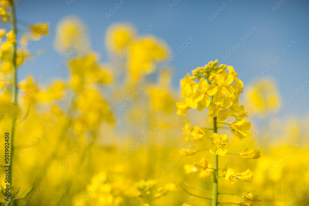 Rapsblüte Rapsblüte