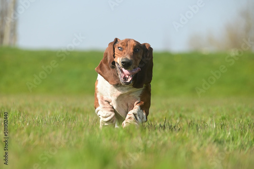 gueule de basset hound, chien qui courre