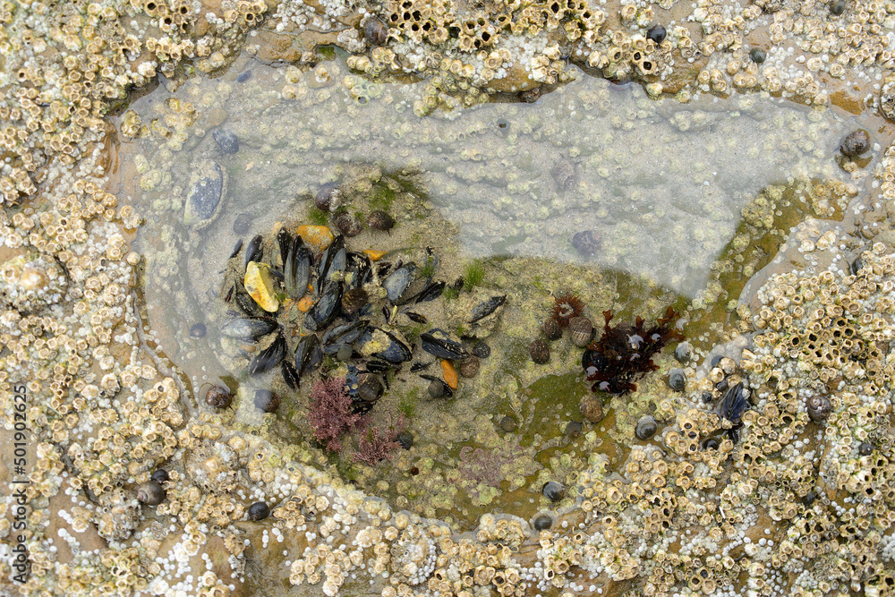 Sea mussel shell and sessile on a stone at the beach seen from above with copy space Marine theme. Natural background. Top view. Mytilus edulis Sea mussel shell and sessile on a stone at the beach seen from above with copy space Marine theme. Natural background. Top view. Mytilus edulis