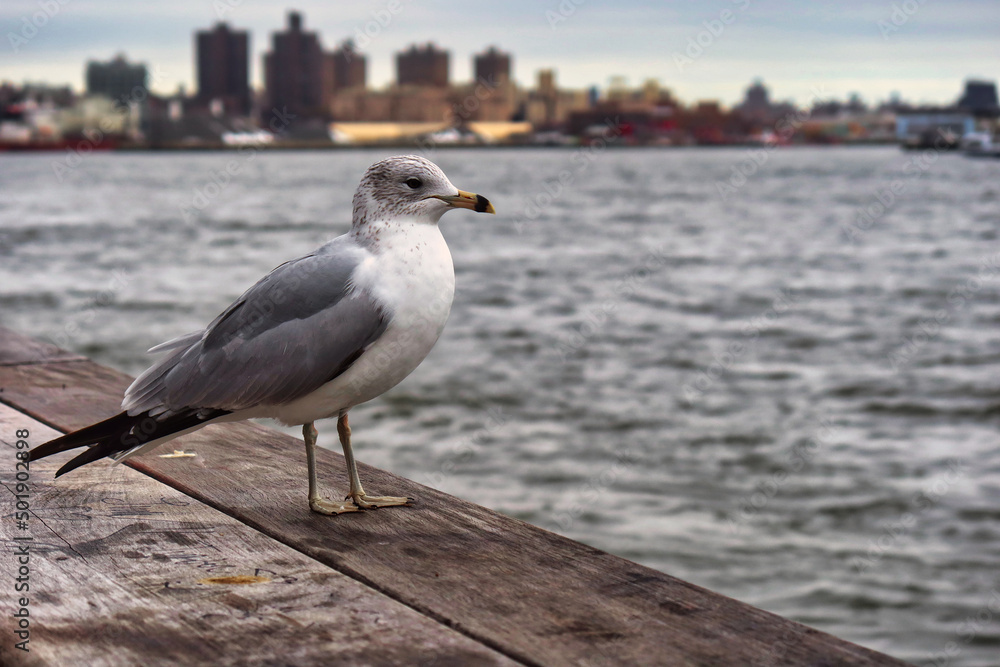Fototapeta premium Möve