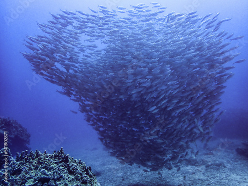 Fotografie Underwater in Saipan island, Mariana