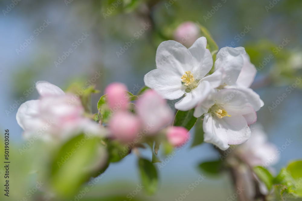 Apfelbaumblüte Apfelbaumblüte