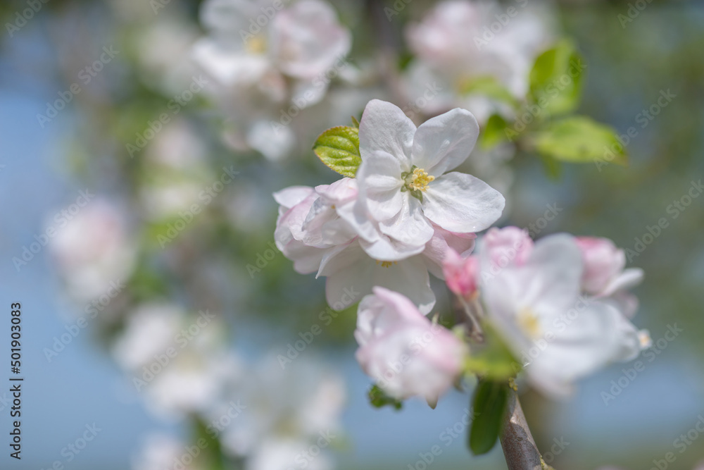 Obraz premium Apfelbaumblüte