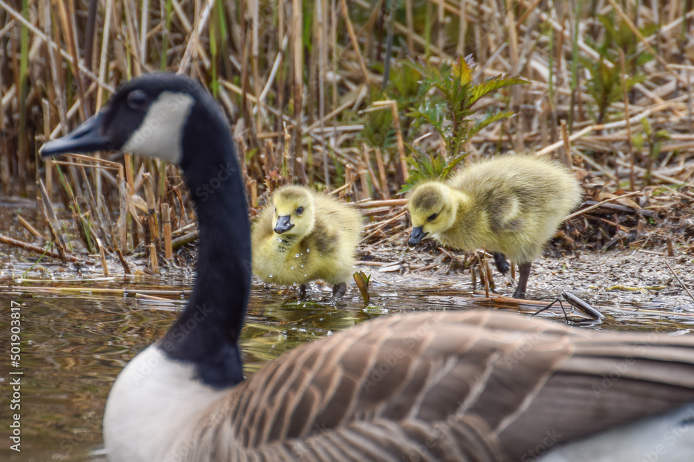 Geese with goslings (baby goose) during spring in the Netherlands Geese with goslings (baby goose) during spring in the Netherlands