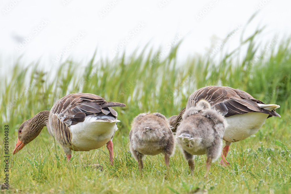 Geese with goslings (baby goose) during spring in the Netherlands Geese with goslings (baby goose) during spring in the Netherlands