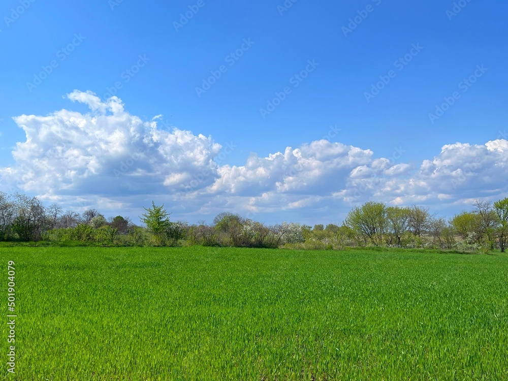 Green grass wheat field and blue sky with beautiful clouds. Idyllic rural scene.