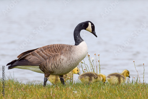 Geese with goslings (baby goose) during spring in the Netherlands