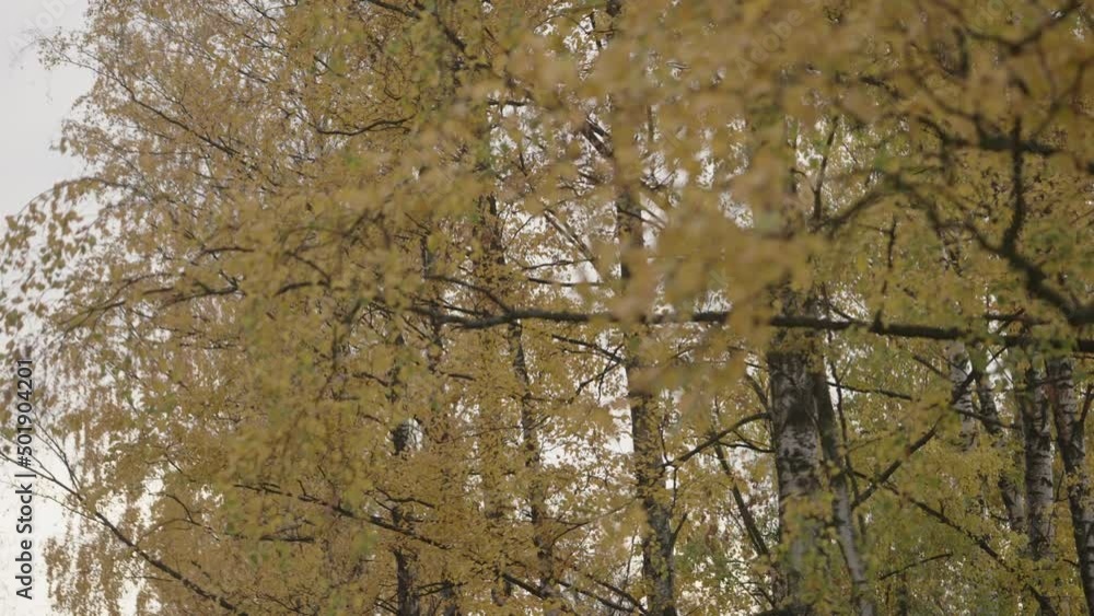 Slow motion focus pull of birch tree branches in autumn Slow motion focus pull of birch tree branches in autumn