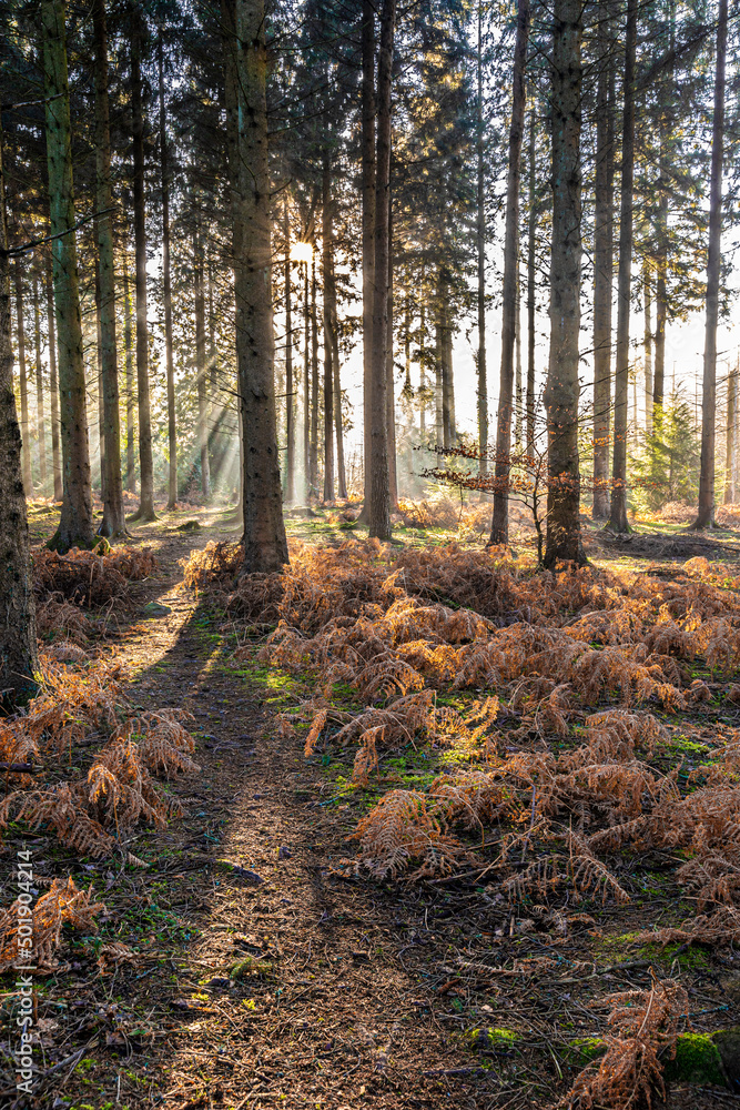 Winter in the Forest of Dean - Early morning mist near Ruspidge, Gloucestershire, England UK Winter in the Forest of Dean - Early morning mist near Ruspidge, Gloucestershire, England UK