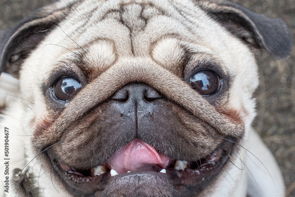 a close portrait of a cheerful smiling pug