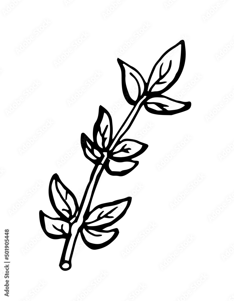 Hand drawn bunch of thyme branches isolated on white background