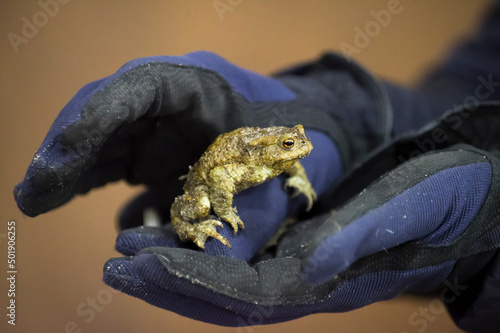 Close up view of hands in gloves holding a youn common toad