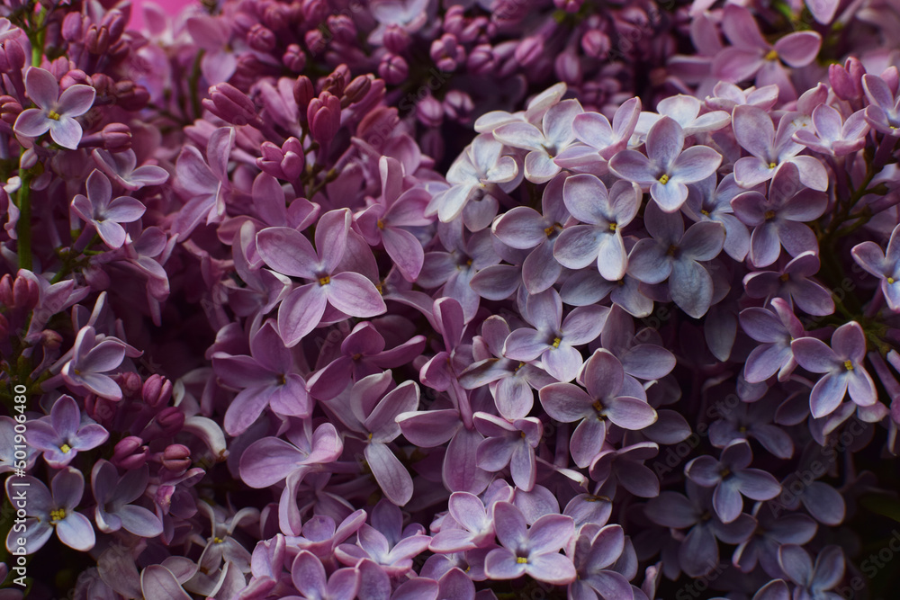 Beautiful pink background from lilac flowers close-up. Spring flowers of lilac.