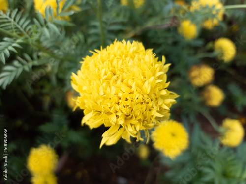 yellow chrysanthemum flower