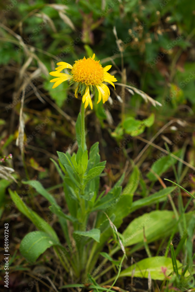 The firewheel (lat. Gaillardia pulchella), of the family Asteraceae. Central Russia. The firewheel (lat. Gaillardia pulchella), of the family Asteraceae. Central Russia.
