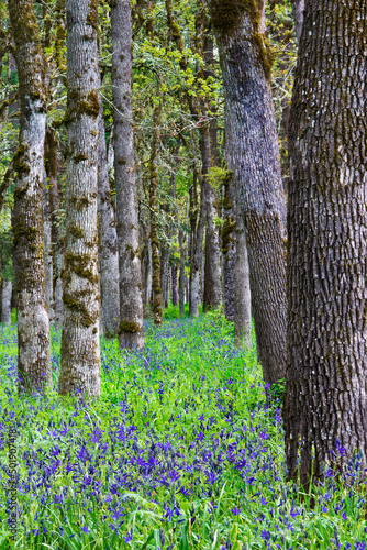 Camas flower meadow in forest of white oak trees