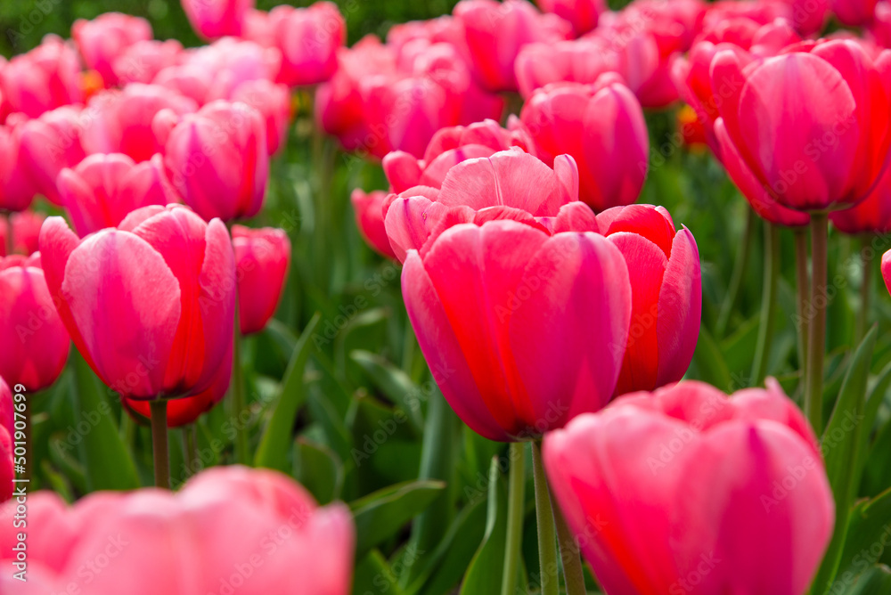 Pink tulips bloom under sunshine in the garden. Pink tulips bloom under sunshine in the garden.