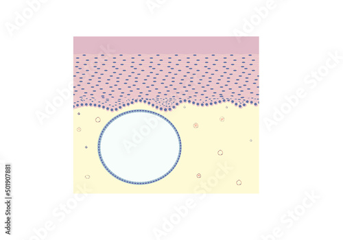 Histology of ovula nabothi under a microscope, vector illustration