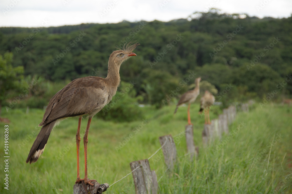 Brazilian Savannah Bird
This bird is very rare in Brazilian Savannah Brazilian Savannah Bird
This bird is very rare in Brazilian Savannah