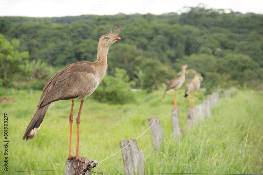 Obraz premium Brazilian Savannah Bird This bird is very rare in Brazilian Savannah