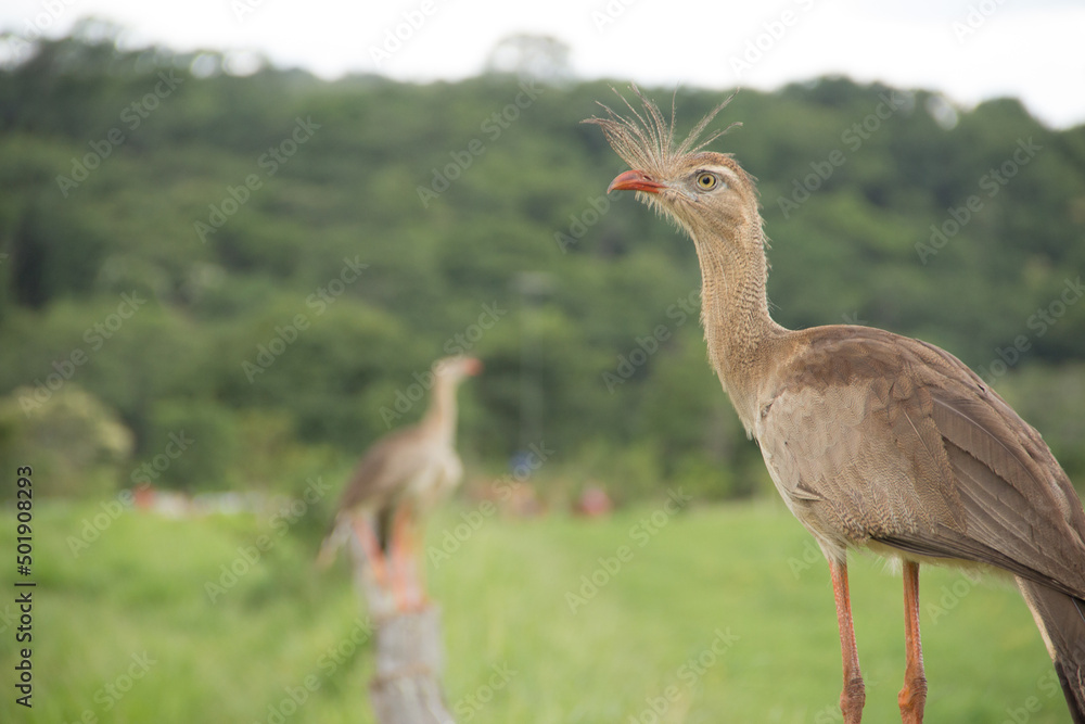 Fototapeta premium Brazilian Savannah Bird This bird is very rare in Brazilian Savannah