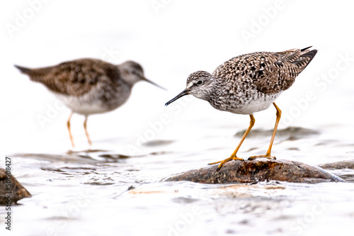 Lesser yellowlegs birds standing on rock in river