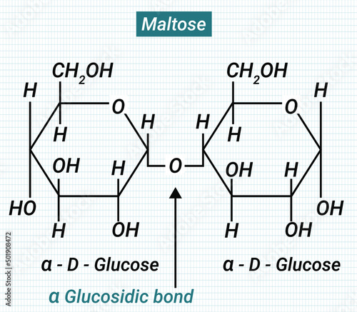 Maltose is a sugar made out of two glucose molecules bound together.