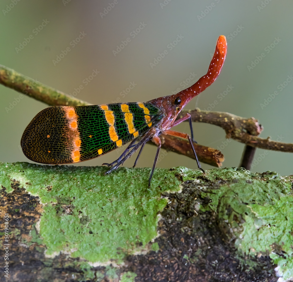 Pyrops candelaria is a separate species of cicadas that live in deep ...