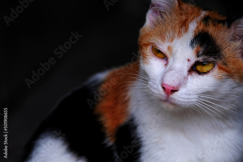 Close up a stray cat. Cat looking up. Set of stray cat. Homeless animals theme.