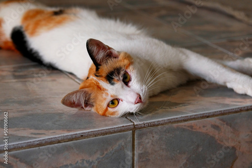 Close up a stray cat. Cat stay lying down and looking toward the camera. Set of stray cat. Homeless animals theme.